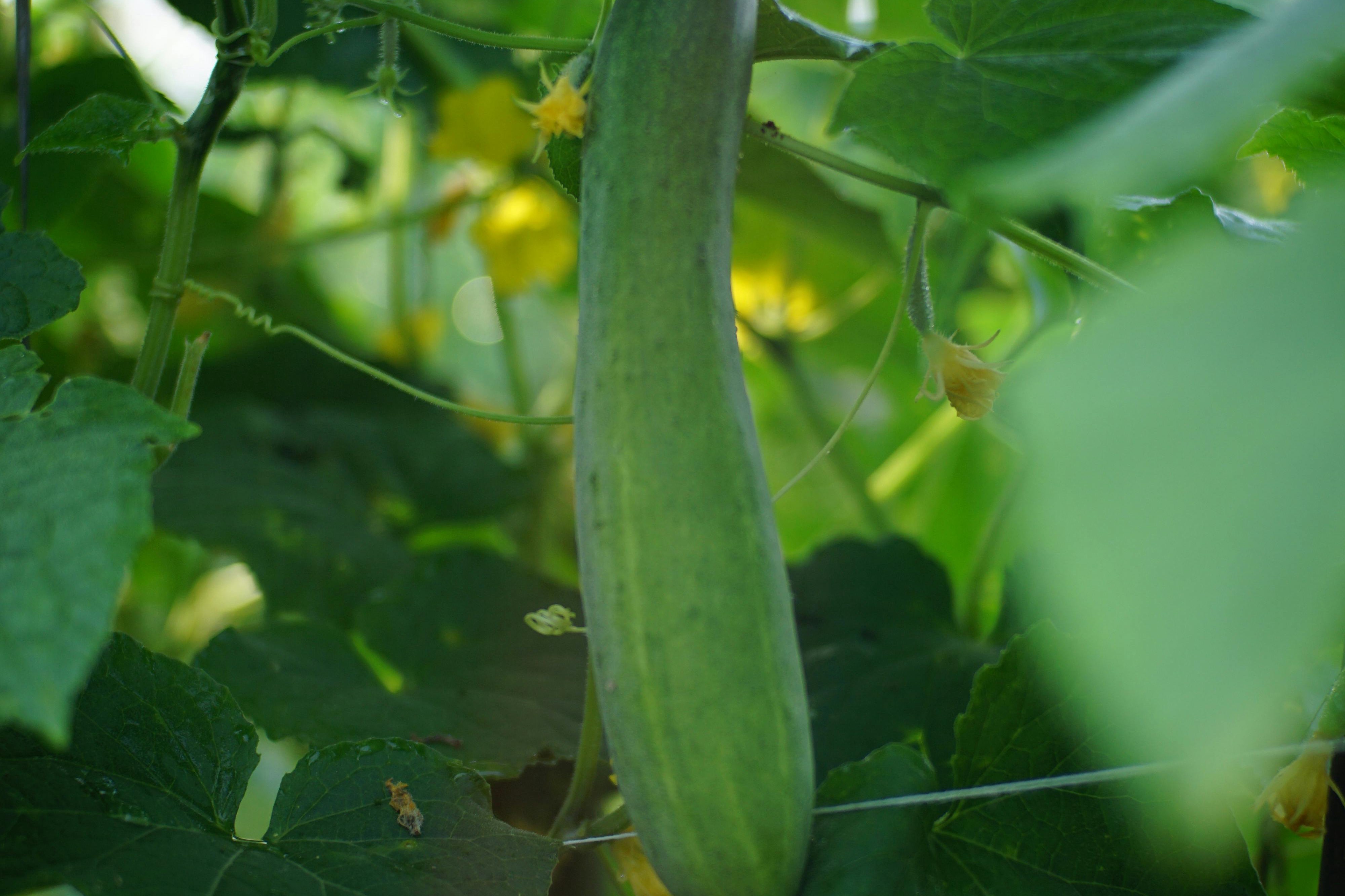 fresh harvest produce on farm field